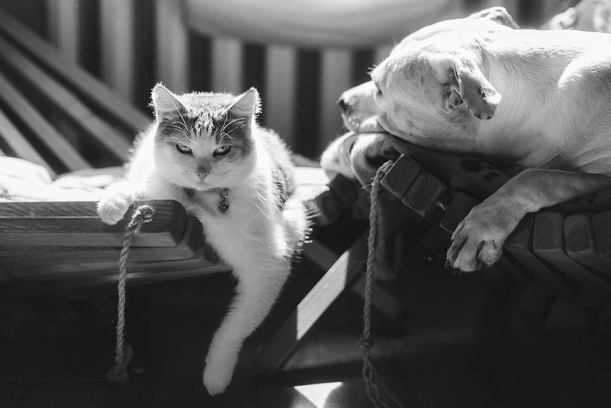 I Documented The 10 Year Friendship Of My American Staffie And Adopted Kitten And This Is What It Looks Like