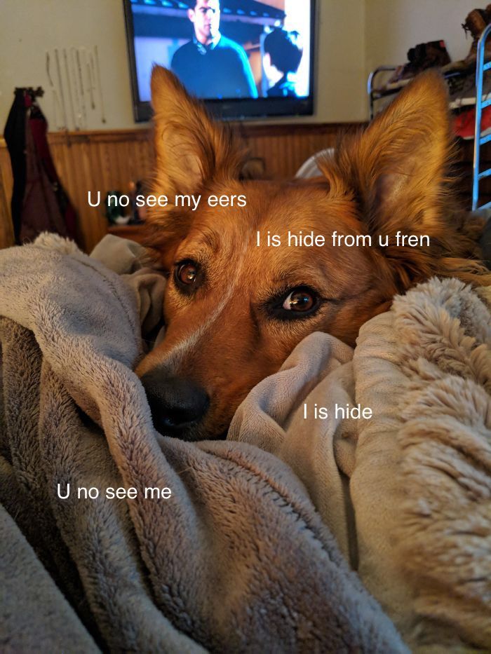 I Made These Pictures With The Sweet Dog Post And I Hope They'll Brighten Your Day