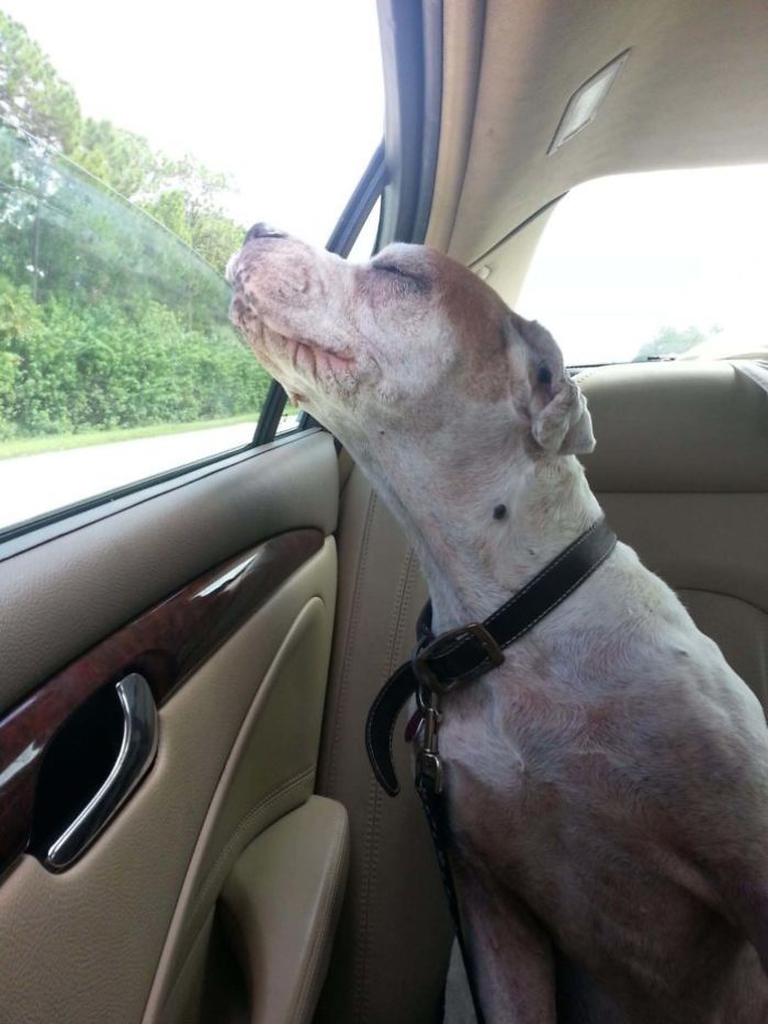 Photo Of A Senior Dog’s Last Car Ride Touches The Heart Of Millions