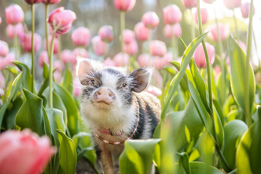 I Photographed A Pig In Pink Tulips I Photographed A Pig In Pink Tulips
