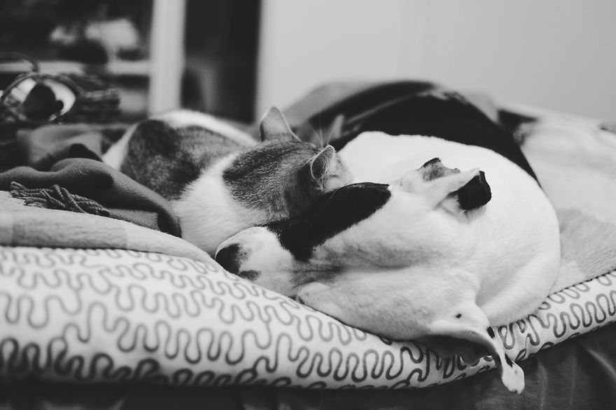 I Documented The 10 Year Friendship Of My American Staffie And Adopted Kitten And This Is What It Looks Like