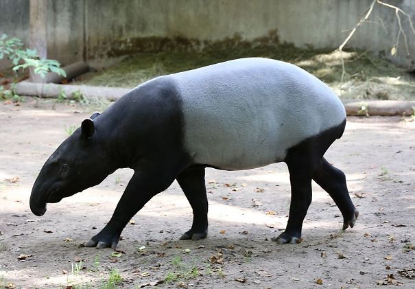 1024px-Schabrackentapir_Tapirus_indicus_Tiergarten-Nuernberg-1.jpg