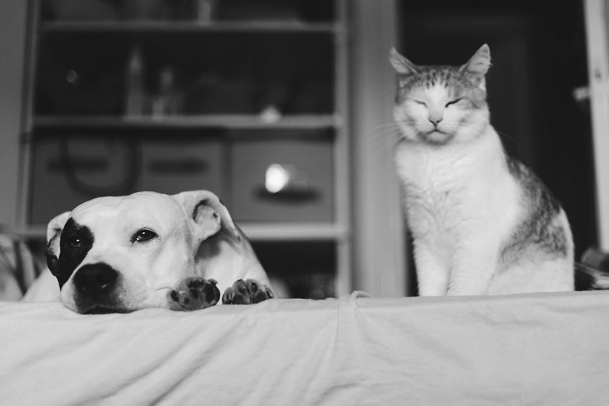 I Documented The 10 Year Friendship Of My American Staffie And Adopted Kitten And This Is What It Looks Like