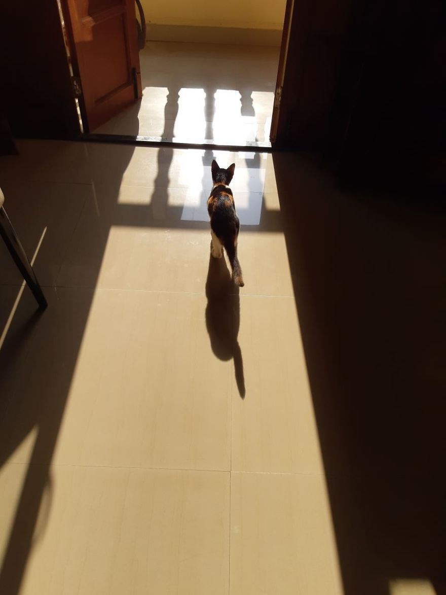 The Story Of April - The Warrior Cat The Story Of April - The Warrior Cat