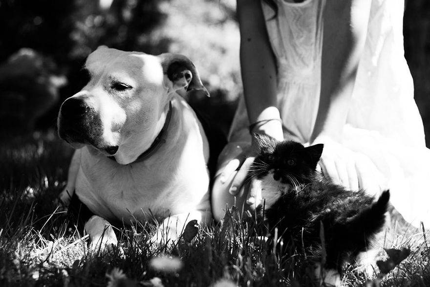 I Documented The 10 Year Friendship Of My American Staffie And Adopted Kitten And This Is What It Looks Like