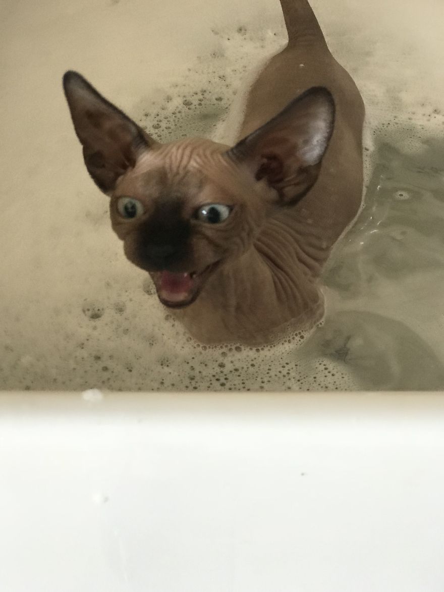 I Gave My New Kitten A Bath And He Was Not Amused