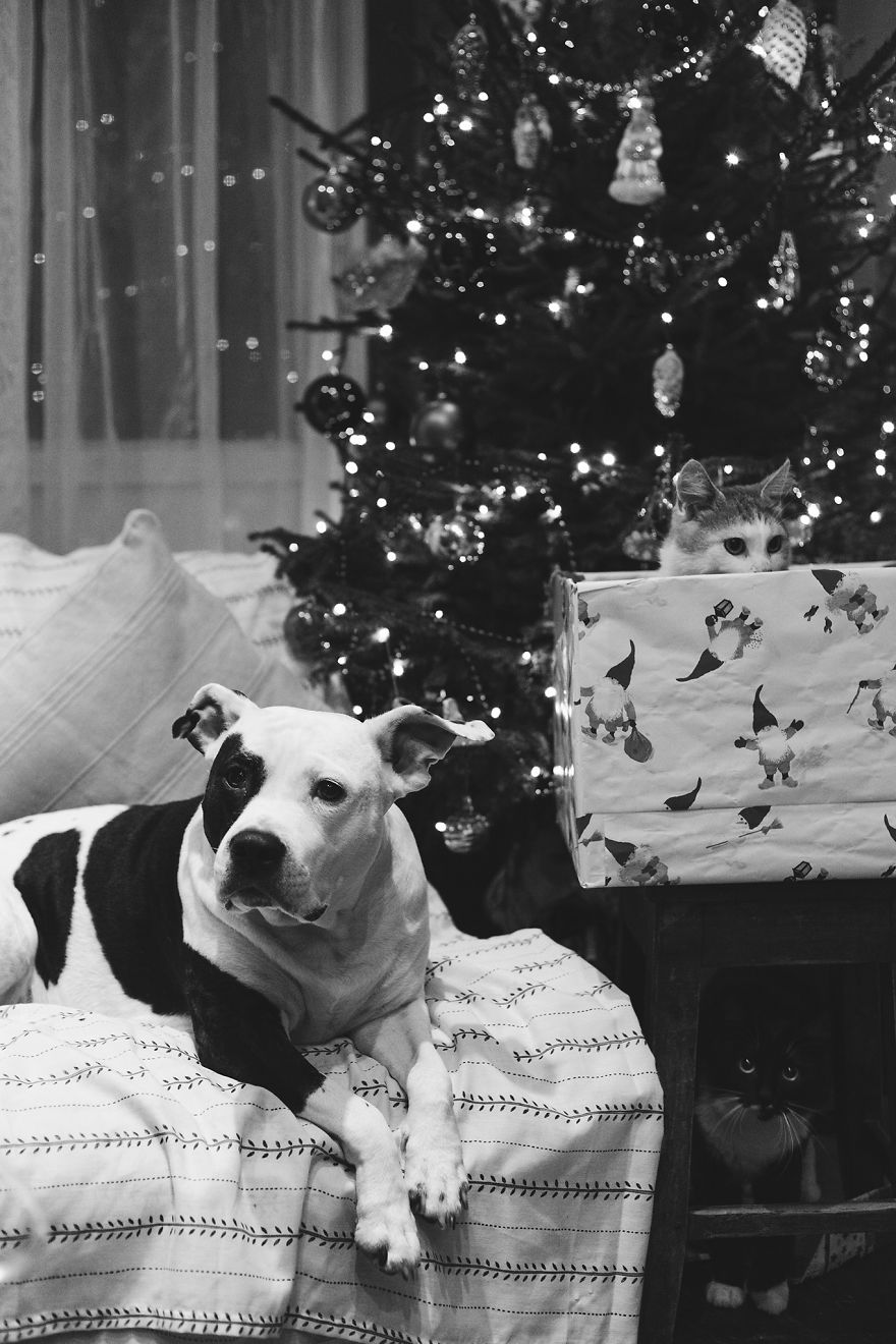 I Documented The 10 Year Friendship Of My American Staffie And Adopted Kitten And This Is What It Looks Like