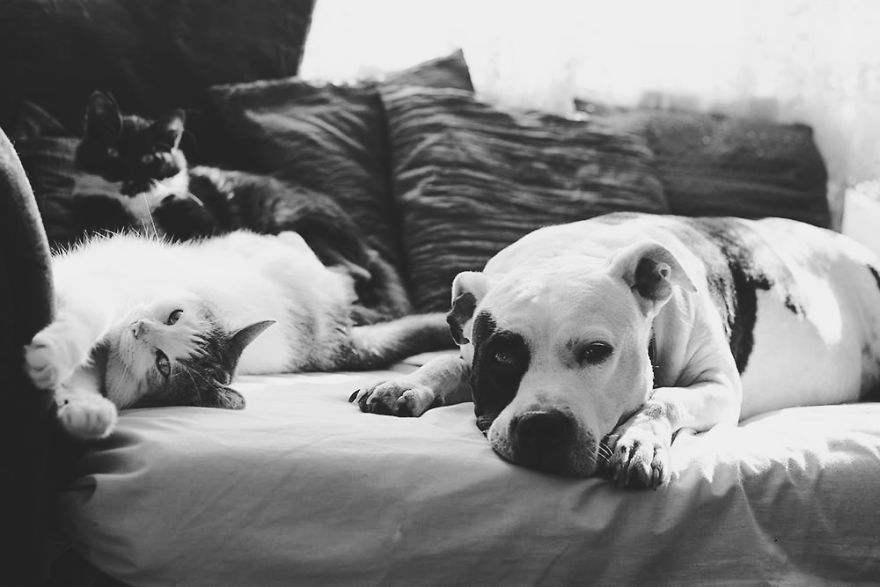I Documented The 10 Year Friendship Of My American Staffie And Adopted Kitten And This Is What It Looks Like