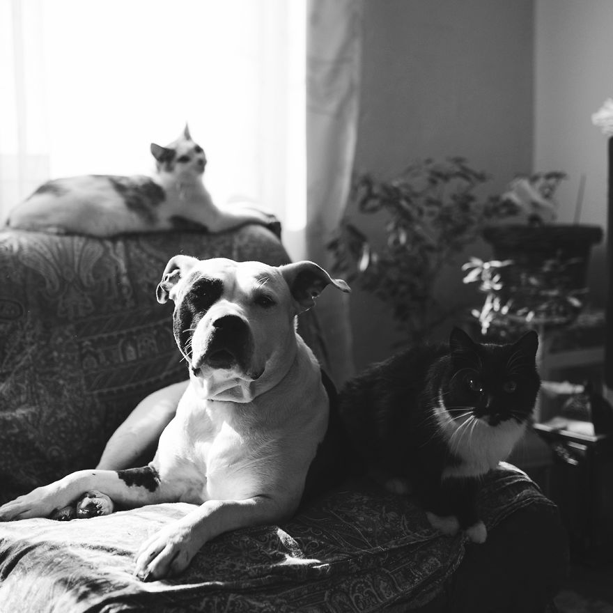 I Documented The 10 Year Friendship Of My American Staffie And Adopted Kitten And This Is What It Looks Like