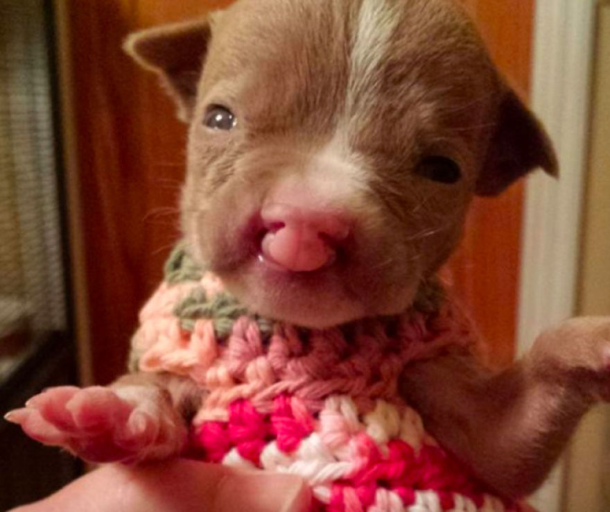 No One Wants This Dog With A Cleft Palette, Except… No One Wants This Dog With A Cleft Palette, Except…