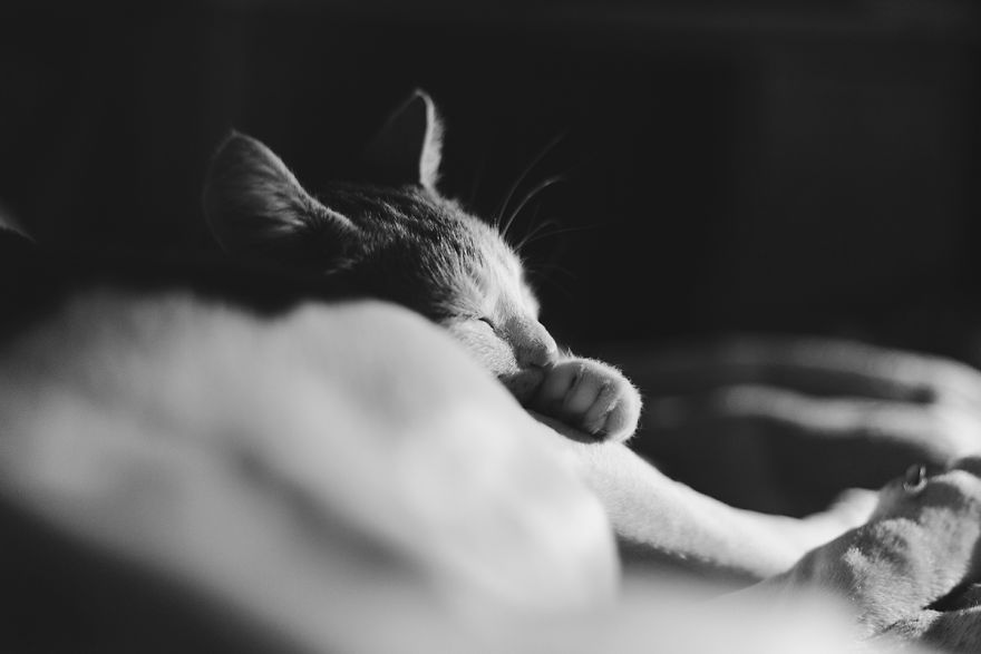 I Documented The 10 Year Friendship Of My American Staffie And Adopted Kitten And This Is What It Looks Like