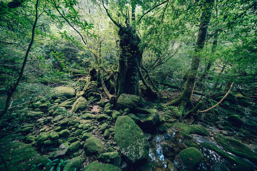 I Photographed The Ancient "Princess Mononoke" Forest.