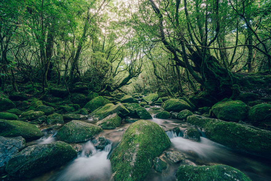 I Photographed The Ancient "Princess Mononoke" Forest.