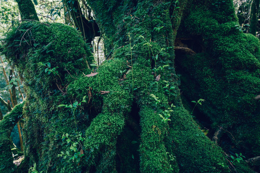 I Photographed The Ancient "Princess Mononoke" Forest.