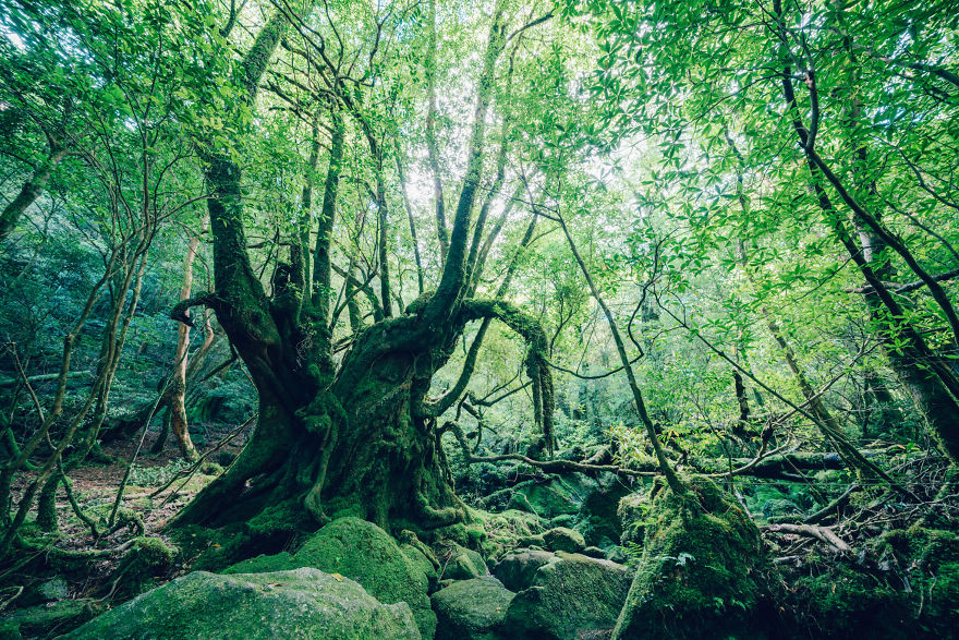 I Photographed The Ancient "Princess Mononoke" Forest.