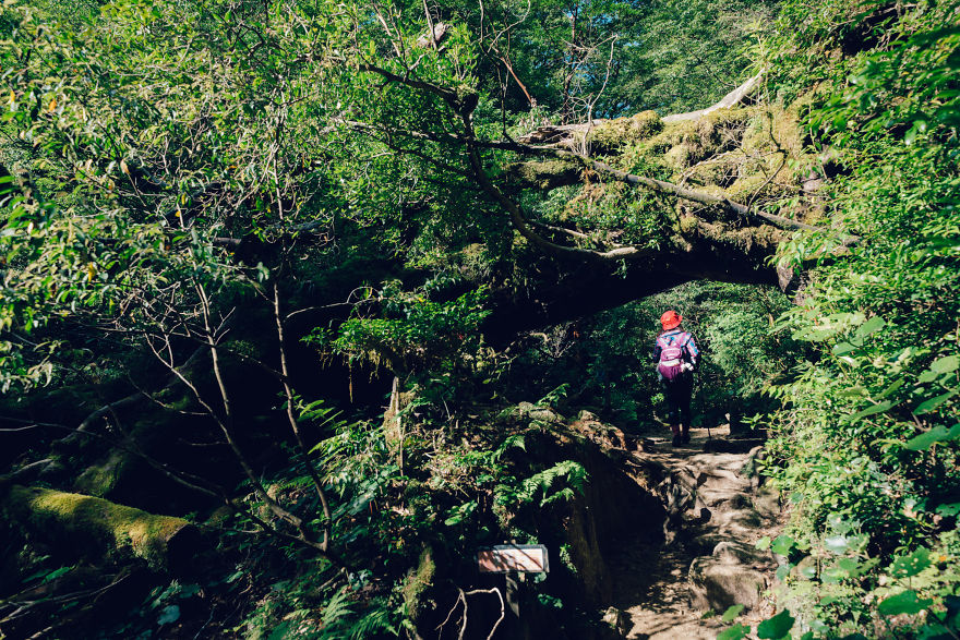 I Photographed The Ancient "Princess Mononoke" Forest.