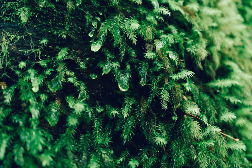 I Photographed The Ancient "Princess Mononoke" Forest.
