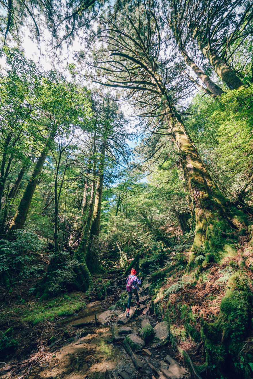 I Photographed The Ancient "Princess Mononoke" Forest.
