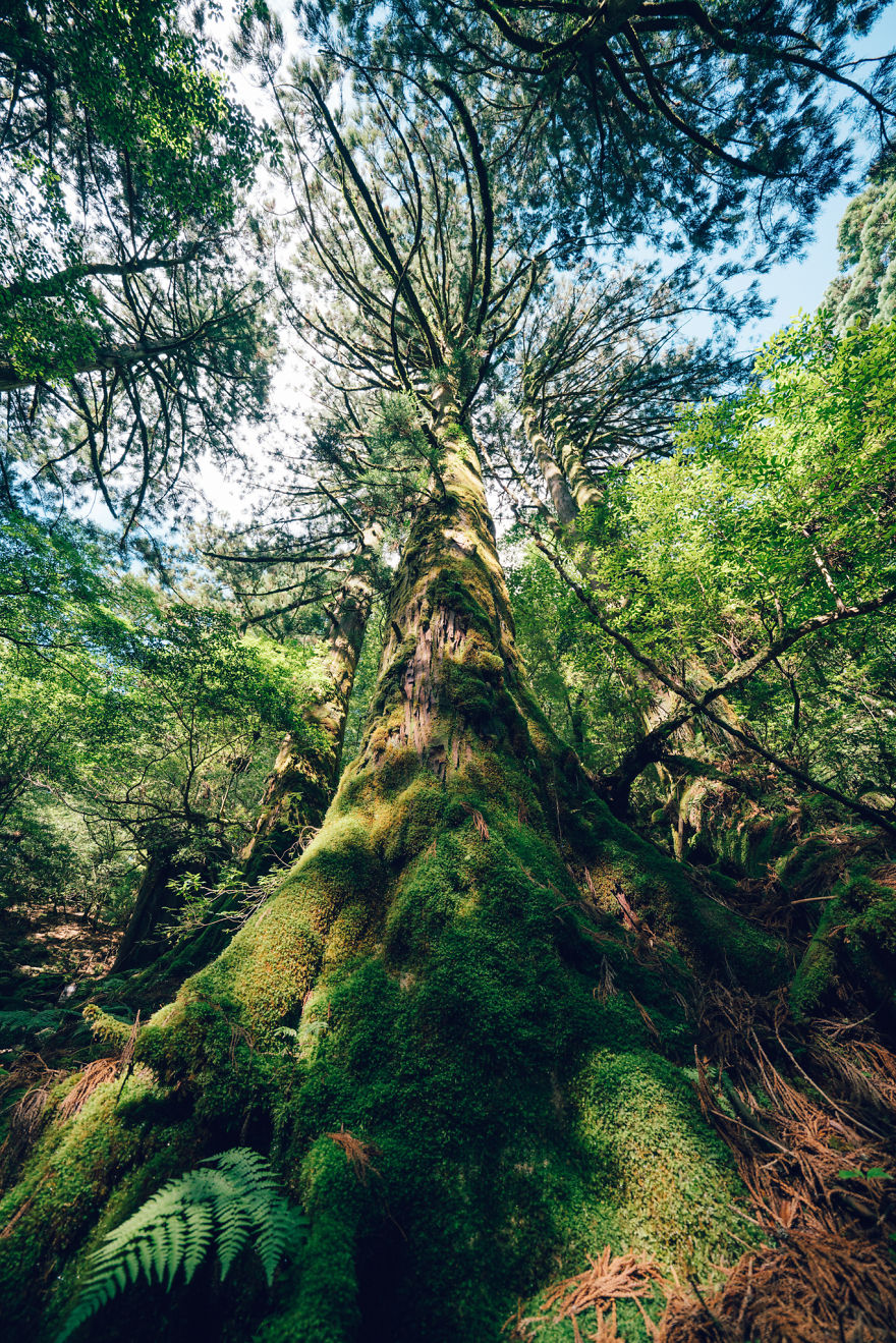 I Photographed The Ancient "Princess Mononoke" Forest.
