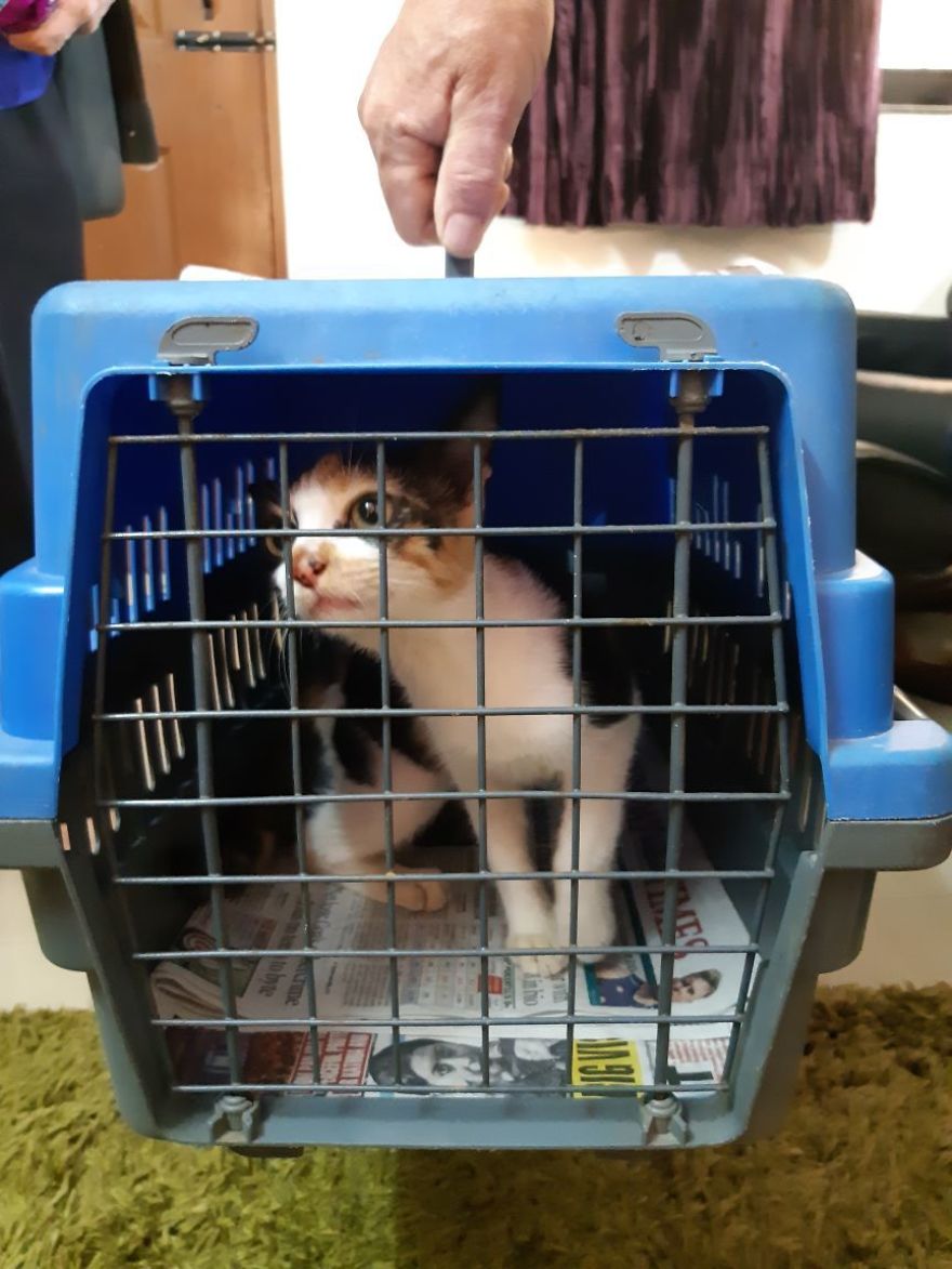 The Story Of April - The Warrior Cat The Story Of April - The Warrior Cat