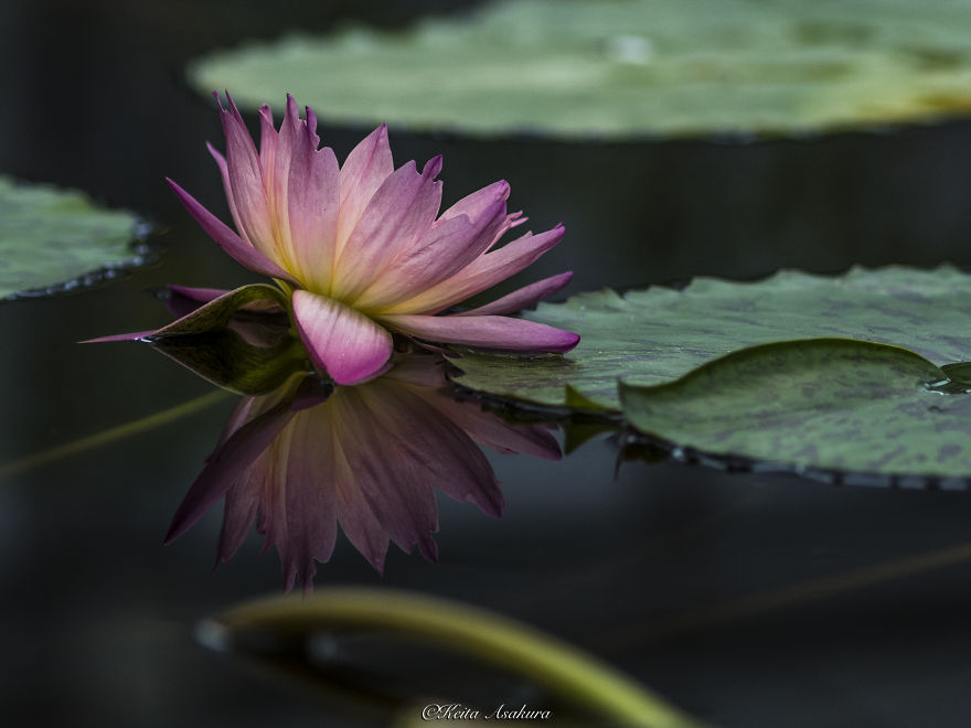 I Photographed Beautiful Water Lilies