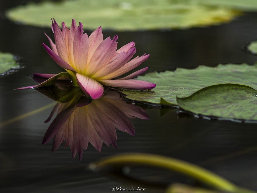 I Photographed Beautiful Water Lilies