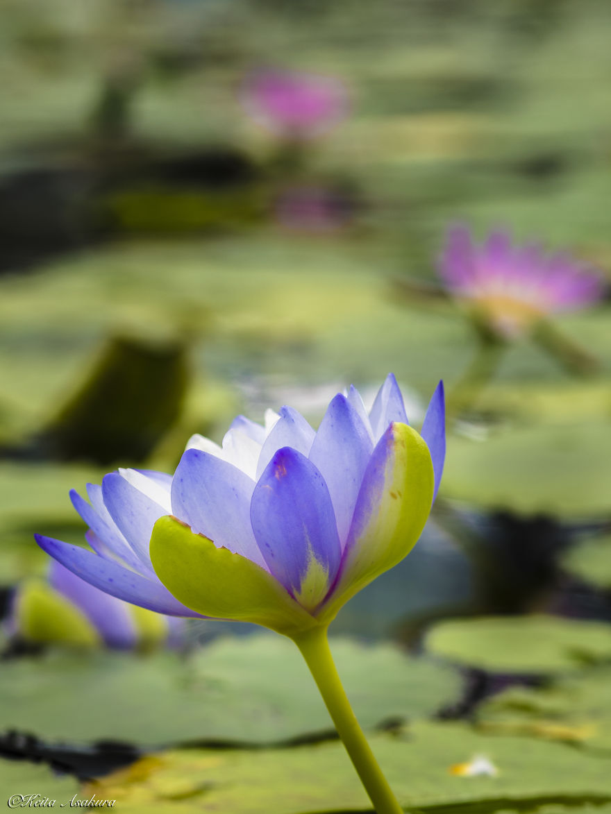 I Photographed Beautiful Water Lilies