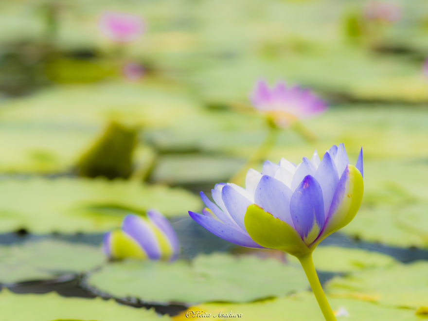 I Photographed Beautiful Water Lilies