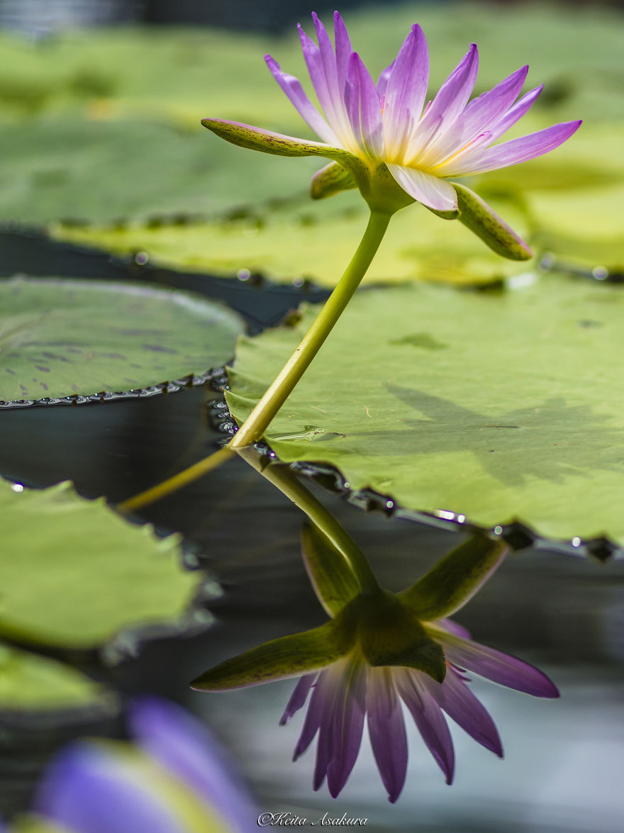 I Photographed Beautiful Water Lilies