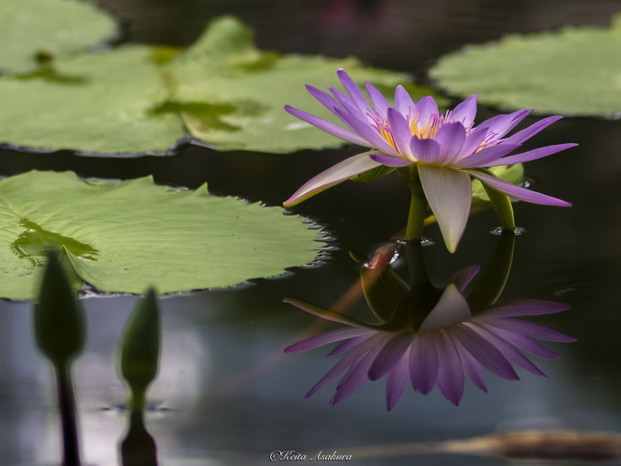 I Photographed Beautiful Water Lilies