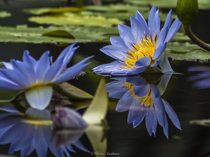 I Photographed Beautiful Water Lilies
