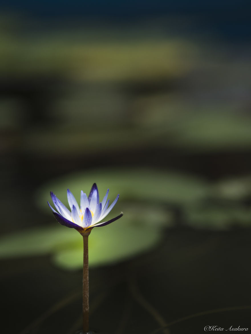 I Photographed Beautiful Water Lilies