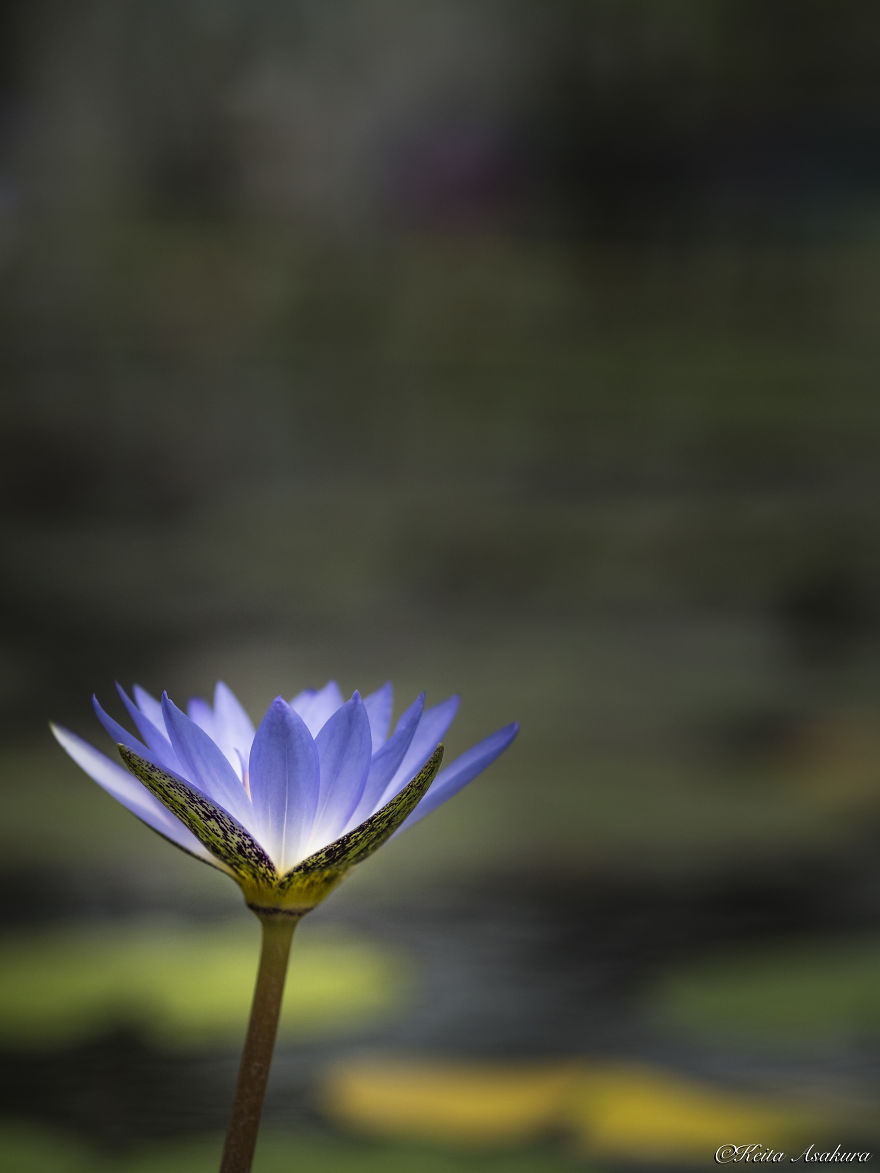 I Photographed Beautiful Water Lilies