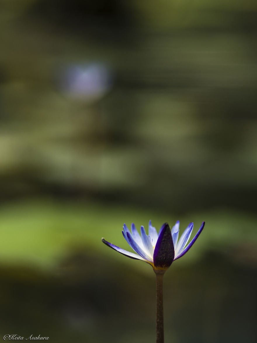 I Photographed Beautiful Water Lilies