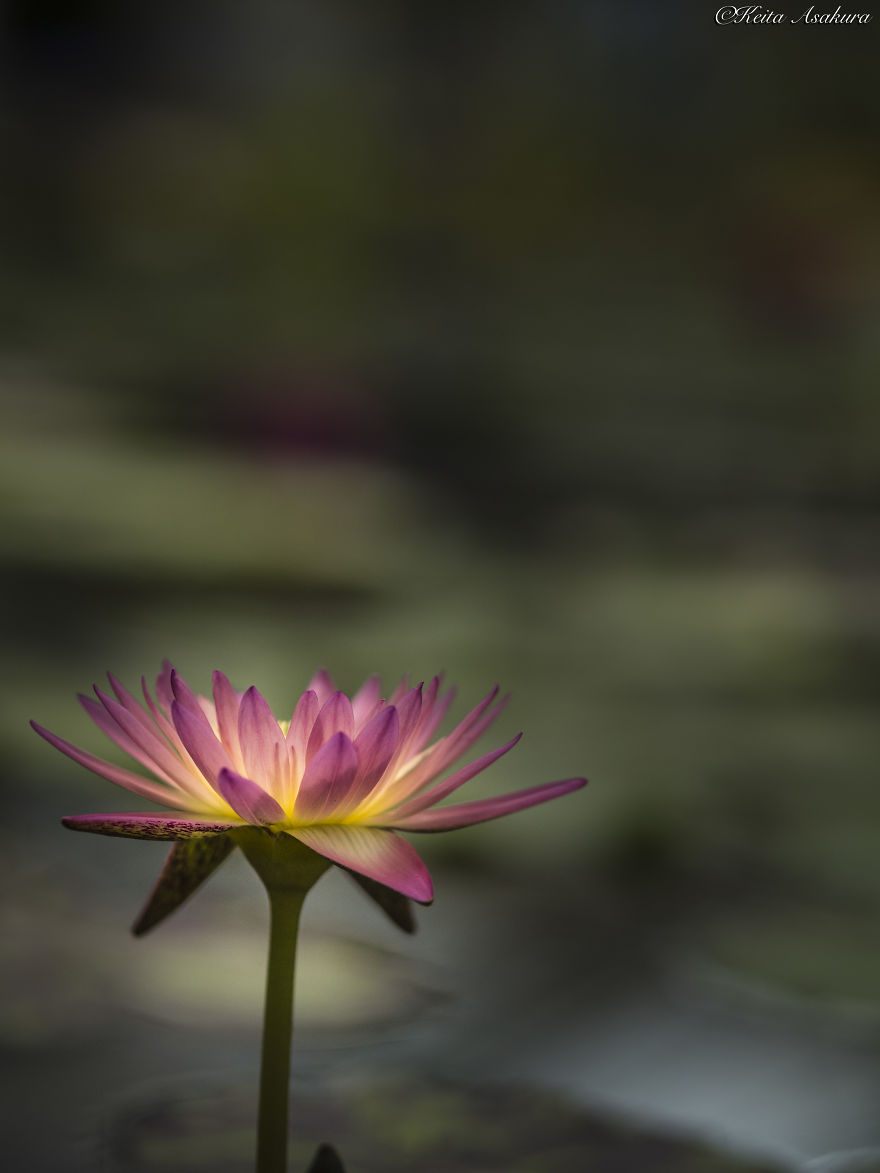 I Photographed Beautiful Water Lilies
