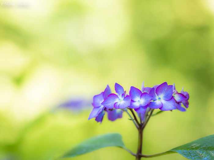 I Pray For World Peace.