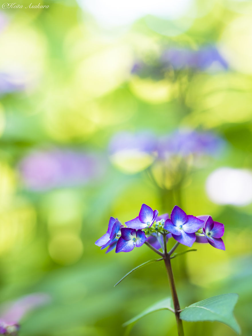 I Pray For World Peace.