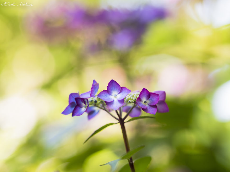 I Pray For World Peace.