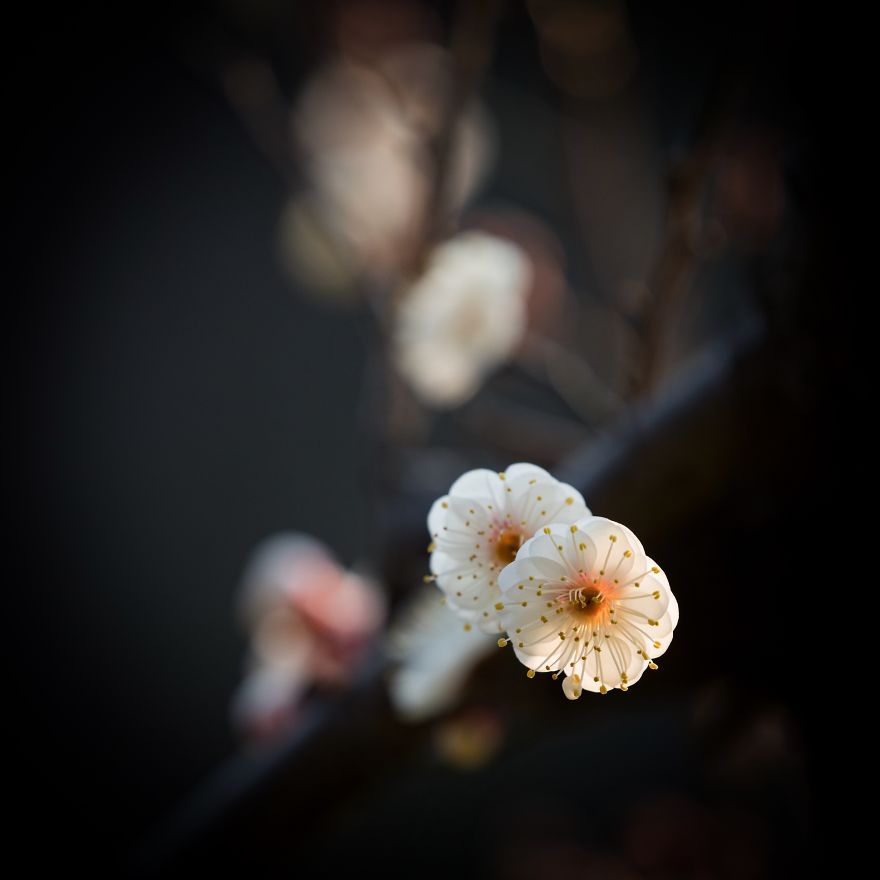 I Capture Seasonal Changes In Japanese Nature