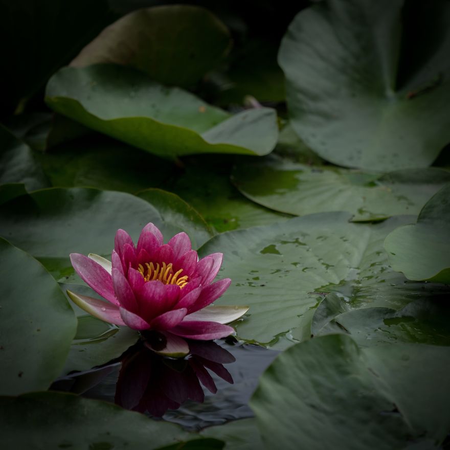 I Capture Seasonal Changes In Japanese Nature