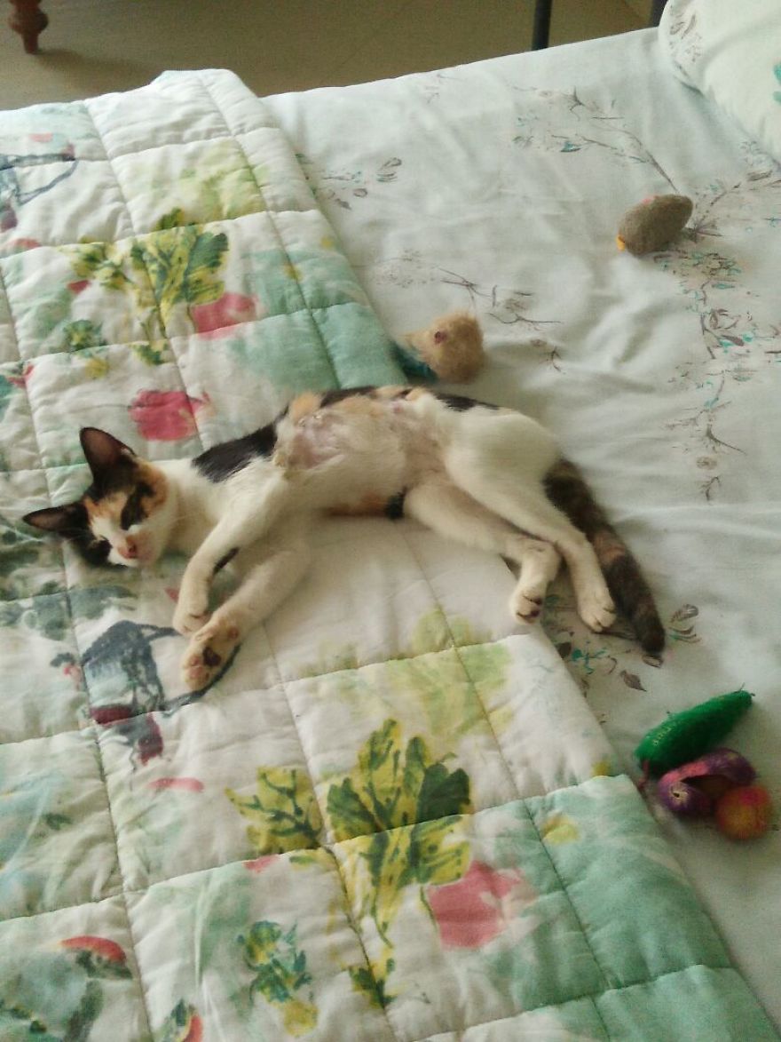 The Story Of April - The Warrior Cat The Story Of April - The Warrior Cat