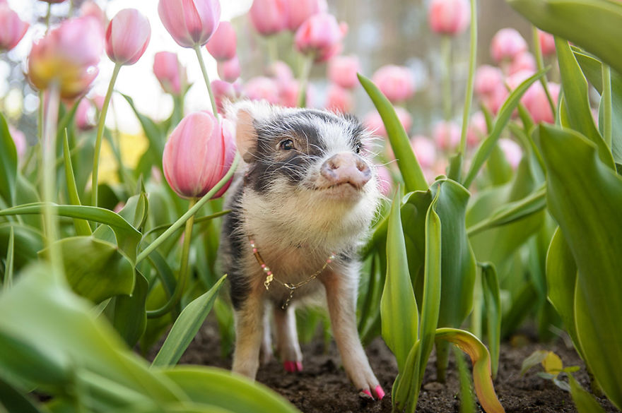 I Photographed A Pig In Pink Tulips I Photographed A Pig In Pink Tulips