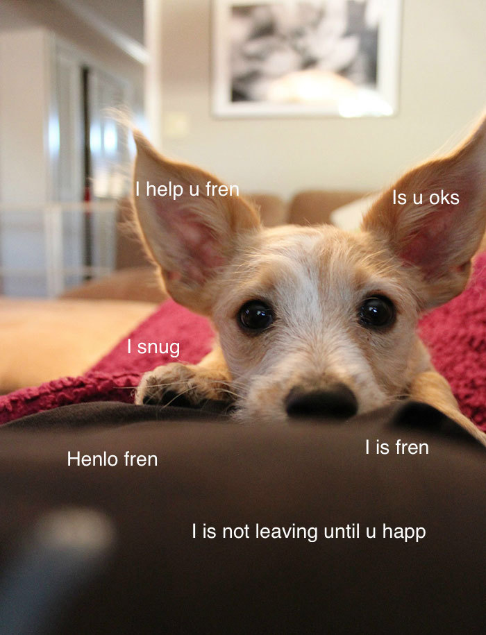 I Made These Pictures With The Sweet Dog Post And I Hope They'll Brighten Your Day