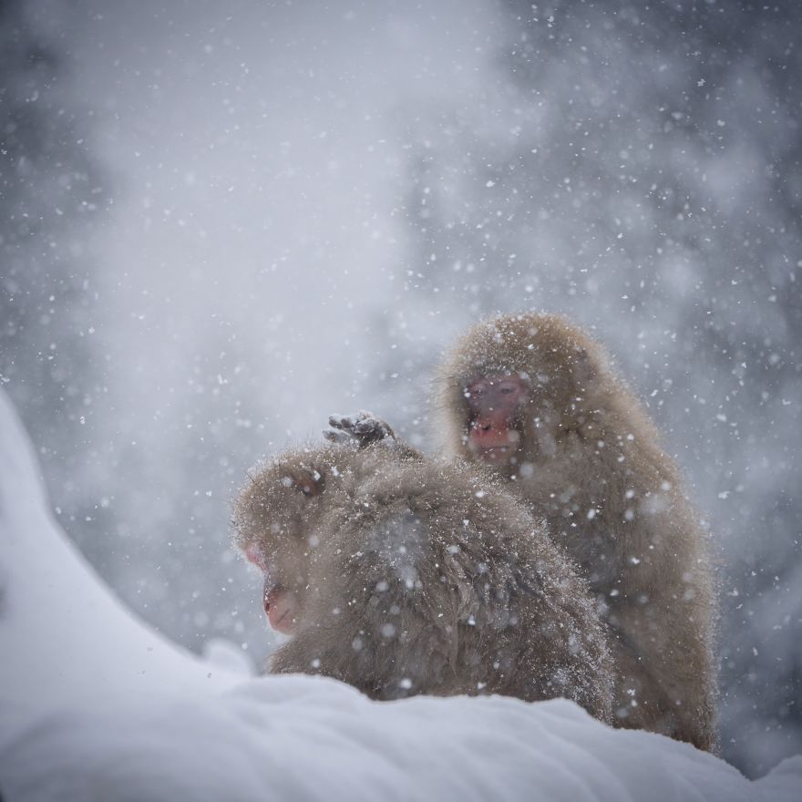 I Capture Seasonal Changes In Japanese Nature