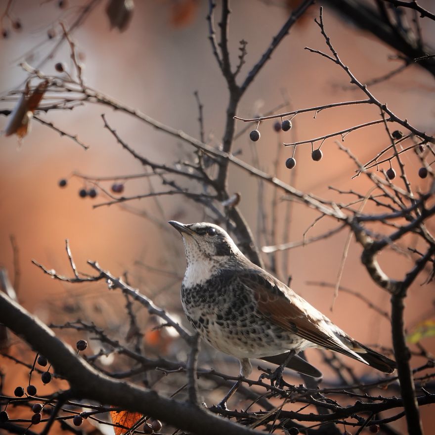 I Capture Seasonal Changes In Japanese Nature