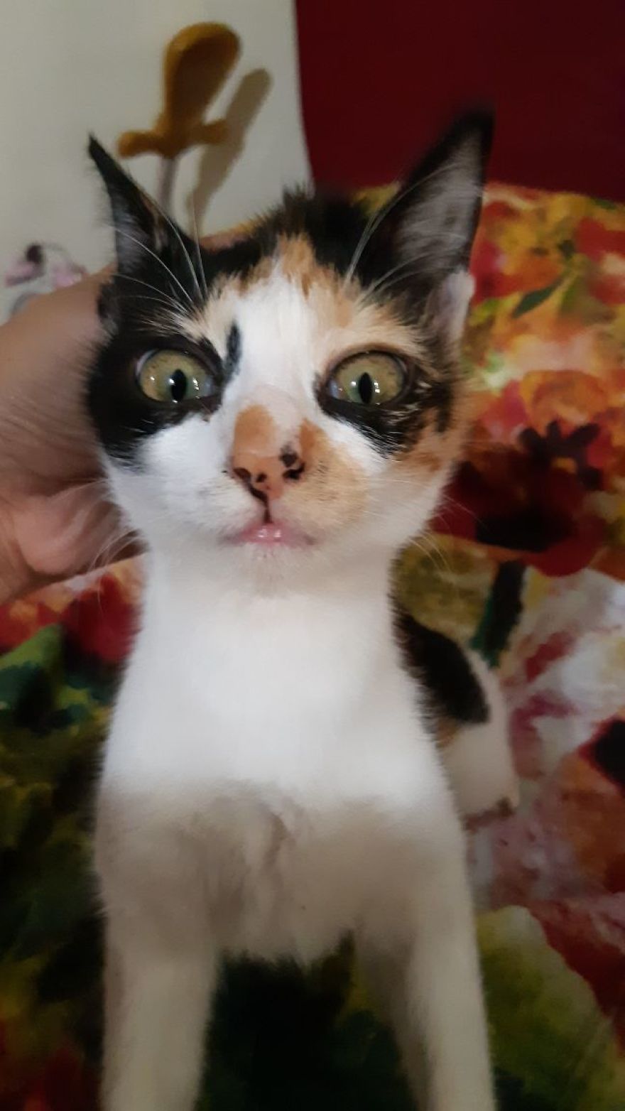 April : The Fighter Cat April : The Fighter Cat