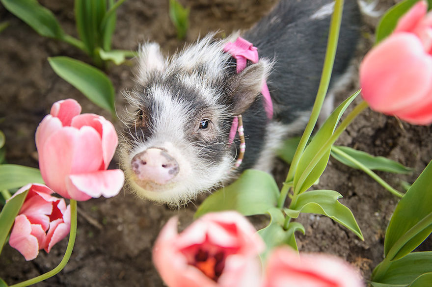 I Photographed A Pig In Pink Tulips I Photographed A Pig In Pink Tulips