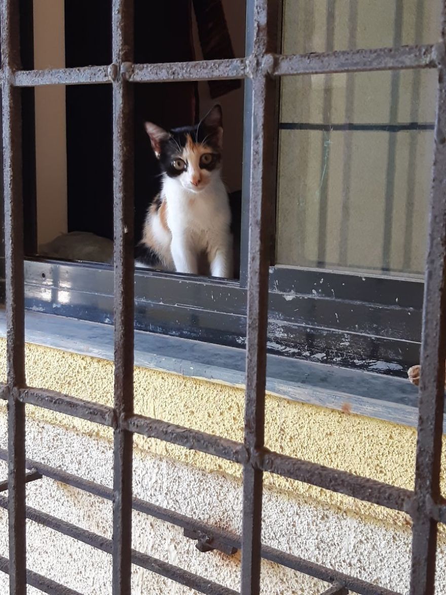 April : The Fighter Cat April : The Fighter Cat