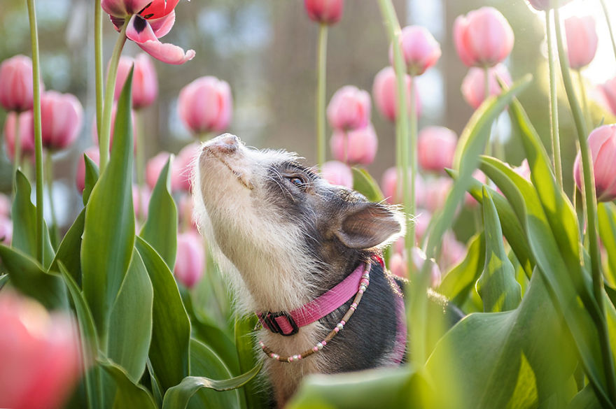 I Photographed A Pig In Pink Tulips