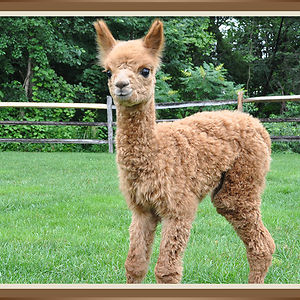 lillyroszczewski-moore avatar